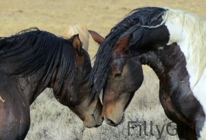 sibling horses with noses together