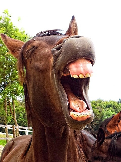 horse-teeth