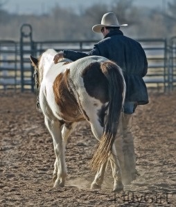 rancher walking horse