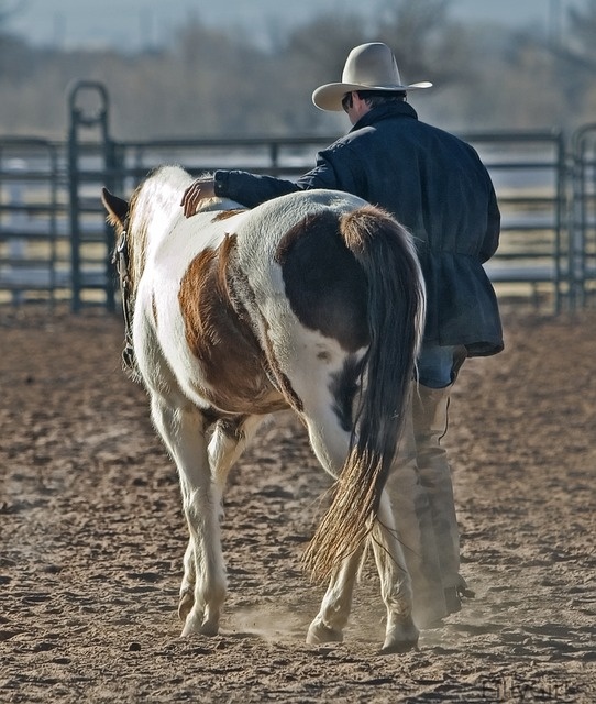 cowboy-and-horse