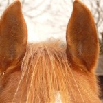 horse's-ears