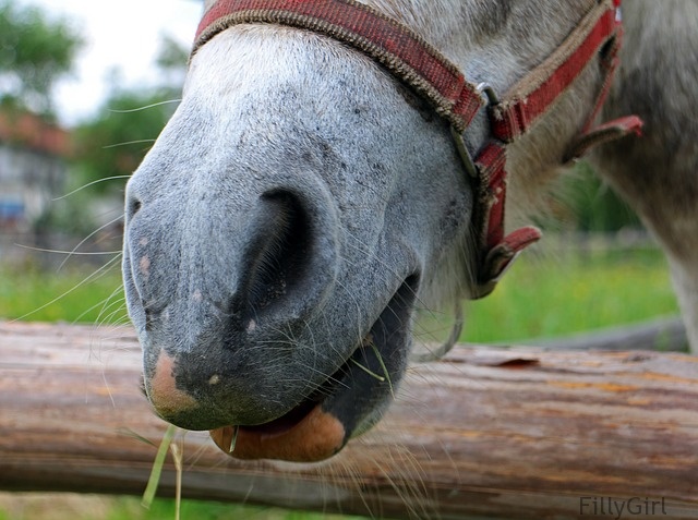 horse whiskers