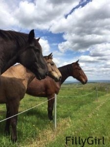smitten horses