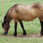 pony-grazing